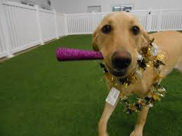 Keeping pets and people healthy is our top priority. Special Events Paradise 4 Paws Denver