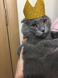 Ahabetika Tasarim Tarafindan My Cat Panosundaki Fikir