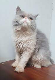 Kumpulan gambar kucing anggora cantik dan lucu terbaru 2018. Jantan Abu Abu Jual Hewan Peliharaan Kucing Terlengkap Di Indonesia Olx Co Id