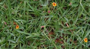 Image result for Zornia