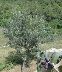 Image result for Oleaceae