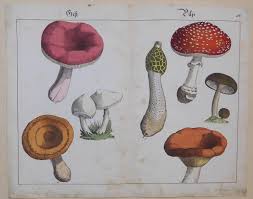 Über 50 pilzarten gelten als giftig und mindestens 5 von ihnen sind tödlich oder bewirken gefährliche vergiftungserscheinungen. Gift Pilze Giftpilze Giftige Pilze 7 Abbildungen Auf 1 Blatt Gifttaubling Giftchampignon Giftreizger Fliegenpilz Giftmorchel Pfefferschwamm Giftiger Hirschling Von Pilze Kunst Nbsp Nbsp Grafik Nbsp Nbsp Poster Antiquariat Martin