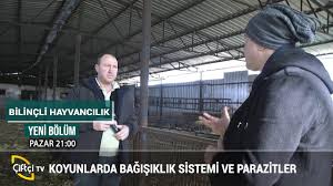 Kucukbas Hayvanlarda Bagisiklik Sistemi Bilincli Hayvancilik Kucukbas Hayvancilik Koyun Kuzu Youtube