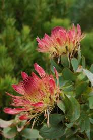 Image result for Ipomoea protea