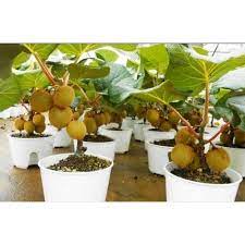 Tino gives some tips on growing kiwi fruit. Full Sun Exposure Green Kiwi Plant Rs 499 Plant Rudra Agro Nursery Id 18880851255