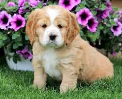Find out with pics and reviews by vets. Puppies For Sale Dogs For Adoption Puppy Adoption Agency