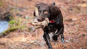 We work to provide quality spaniels by breeding for what we view as the best mix of the most desirable traits of the breed. Gaddys Host Akc Spaniel Hunt Field Trial In Winnsboro The Voice Of Blythewood Fairfield County