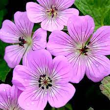 Geranium flowers have five very similar petals, and are thus radially symmetrical (actinomorphic), whereas pelargonium (and also erodium) flowers have two upper petals which are different from the three lower petals, so the flowers have a single plane of symmetry (zygomorphic). Geranium Plant Bloomtime Suttons