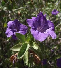 Image result for Ruellia praetermissa