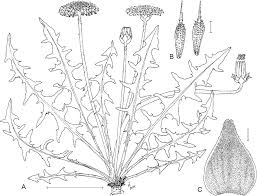 Image result for Taraxacum sp.