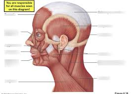 The pectoralis muscles are found on each side of your upper chest. Anatomy Head And Neck Muscles Diagram Quizlet