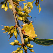 Image result for Hetaeria tetraptera