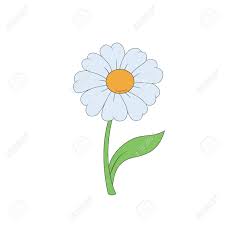 You can really make a flower pop by drawing it alone in a simple vase. Cartoon Daisy Simple Flower On White Background Vector Illustration Royalty Free Cliparts Vectors And Stock Illustration Image 76510176