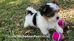 Home - Precious Yorkies - Small Colorful Yorkies