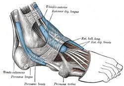 A study published in american journal of roentgenology in 2006 studied the superior extensor retinaculum and surrounding tissues of cadavers, and found that injuries to the superior extensor. Inferior Extensor Retinaculum Of Foot Wikipedia