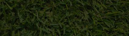 Augustine decline is actually a virus commonly contracted by st. Raleigh St Augustine