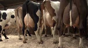 To avoid contamination in the milk, and to avoid any discomfort for the cow. Manual To Take Care Of A Cow Locals Finder