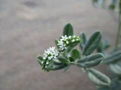 Image result for Euploca ovalifolia
