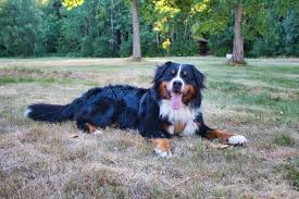 Lacey is a great pyrenees. Bernese Mountain Dog Rescue And Adoption Bernese Love