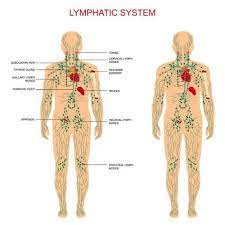 How And Why To Do Lymphatic Drainage Massage On Yourself Greensmoothiegirl Lymphatic Drainage Massage Swollen Lymph Nodes Lymph System