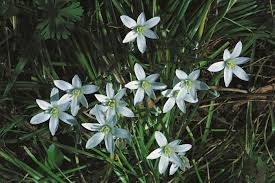 Image result for Ornithogalum