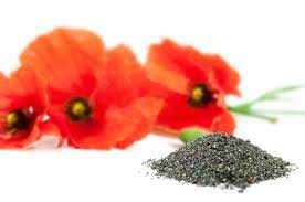 Der mohn sät sich, kurz nachdem er geblüht hat, selbst durch die samen neu aus. Mohn Pflanzen So Wird S Gemacht