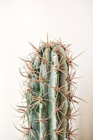 To get your cactus to bloom, you need to know what it needs in order to thrive after it's gone dormant. Img 2963 Jpg Faux Cactus Cactus Flower Flower Pots