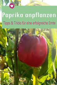 Mit Diesen Tricks Gelingt Das Anpflanzen Von Paprika Garantiert Paprikaanpflanzen Garten Parika Paprika Anpflanzen Garten Anpflanzen Paprika Pflanzen