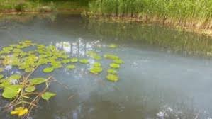 När algblomning (ibland vattenblomning ) definieras som en plötslig massförökning av alger eller cyanobakterier (blågröna alger) i vatten. Risk For Algblomning I Sjovikar I Vanern Vanersborgs Kommun