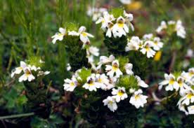 Image result for Agelanthus zizyphifolius