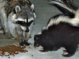 6 what are the general symptoms of rabies in dogs? Pests Wildlife You Can T Tell If An Animal Is Rabid Just By Its Behavior Announce University Of Nebraska Lincoln