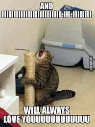Cutesypooh Cute Animal Memes Funny Cat Pictures Funny Cat Memes