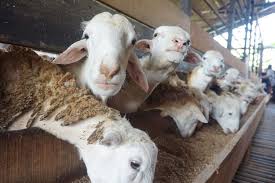 Kambing kacang tidak memiliki garis keturunan yang khusus karena sebagian besar sistem perkawinannya jenis kambing kacang salah satunya juga kambing merica. Indonesia Siap Ekspor 60 000 Ekor Domba Ke Malaysia Halaman All Kompas Com