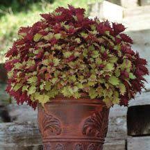 Henna Coleus Plant Annual Plants Container Plants Plants