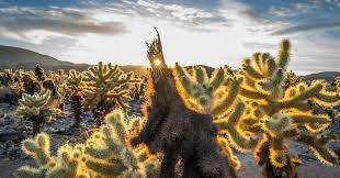 Photograph The Cholla Cactus Gardens At Sunrise Or Sunset Joshua Tree National Park National Parks Sunrise