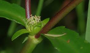 Image result for Enydra