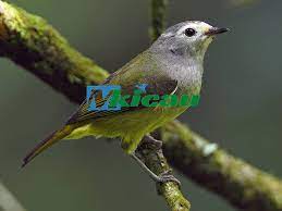 We did not find results for: Download Masteran Suara Burung Opior Jawa Gacor Full Isian Mp3 Lophozosterops Javanicus