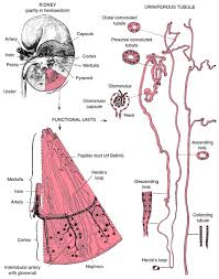 Pulpy Kidney Disease Definition Of Pulpy Kidney Disease By Medical Dictionary