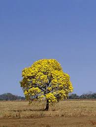 Image result for Handroanthus sp. near impetiginosus