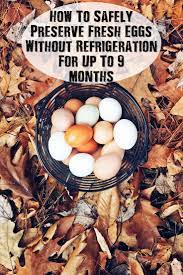 How To Safely Preserve Fresh Eggs Without Refrigeration For Up To 9 Months Fresh Eggs Survival Food Eating Too Much Protein