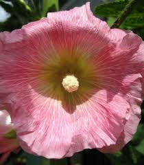 Beautiful flowers garden flowers nature exotic flowers amazing flowers pretty flowers white flowers best flowers hollyhocks flowers lilies flowers. Hollyhock Look Alikes