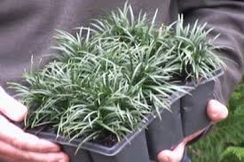 Planting Dwarf Mondo Grass With Video Proplugger