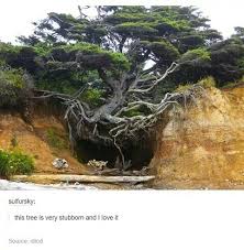 Memes Funny Pics Photos Memesdaily Funnymemes Funnypictures Funnyanimals Meme Tumblr Funny Scenery Funny Pictures