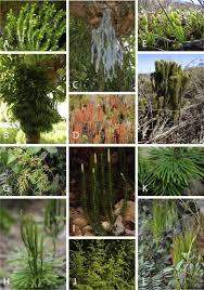 Image result for Huperzia dacrydioides