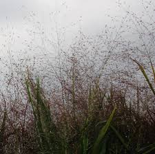 Image result for Eragrostis dinteri