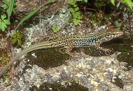 Les symbole de la france. Reptiles