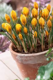 Image result for Pycreus chrysanthus