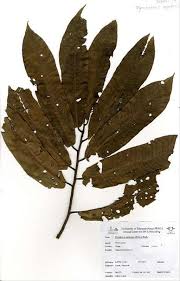 Image result for Pycnanthus