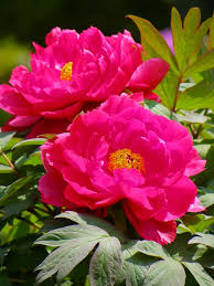 However, once they're established, you'll be rewarded with beautiful spring and summer flowers for decades. Pin On Language And Tests Blog