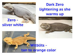 Bearded Dragon Temperatures & Uvb Requirements | Reptifiles